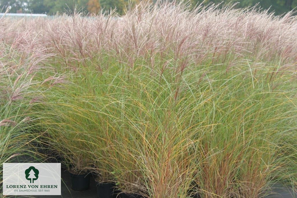 Miscanthus sinensis 'Silberspinne'