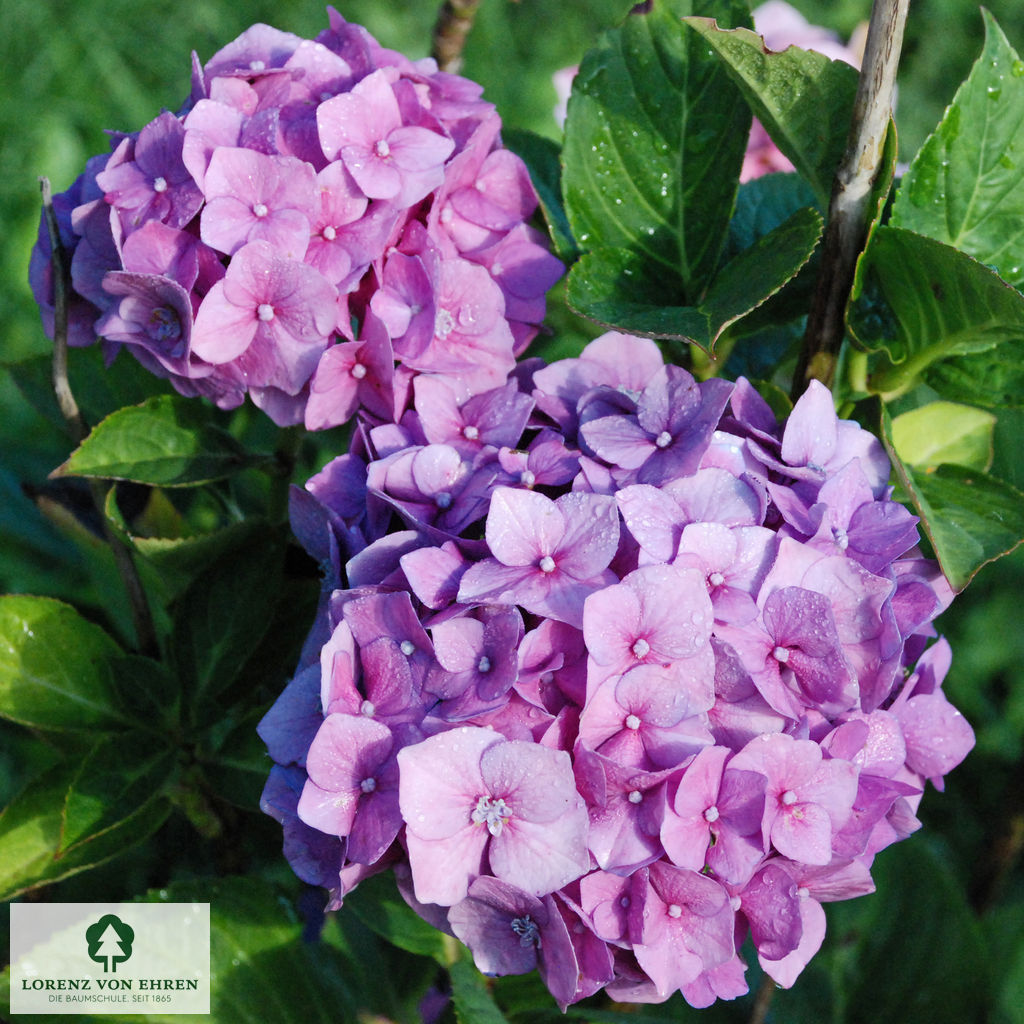 Hydrangea macrophylla 'Bela'