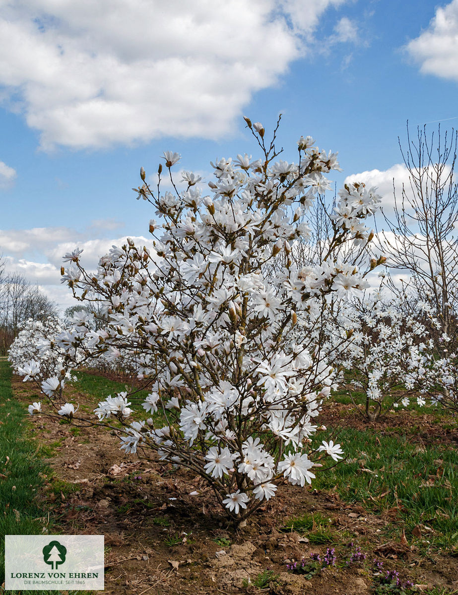 Magnolia stellata