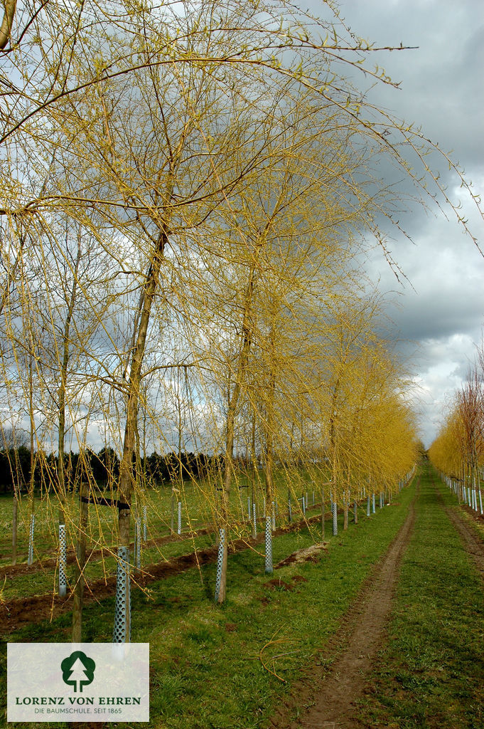 Salix alba 'Tristis'