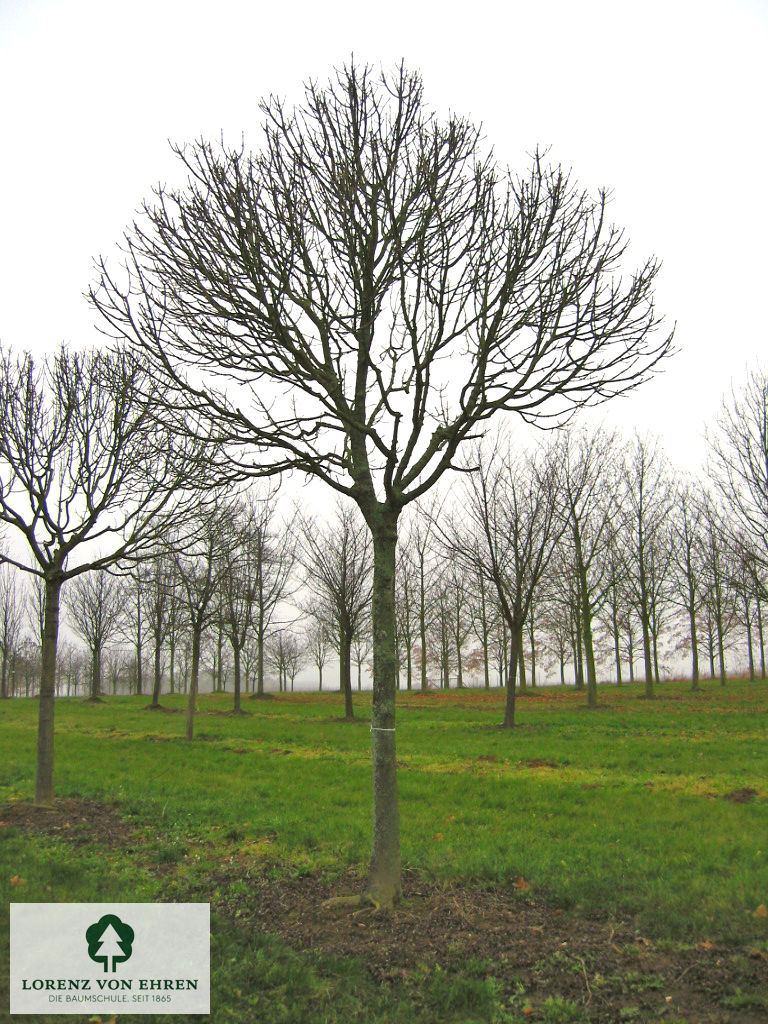 Fraxinus excelsior 'Nana'