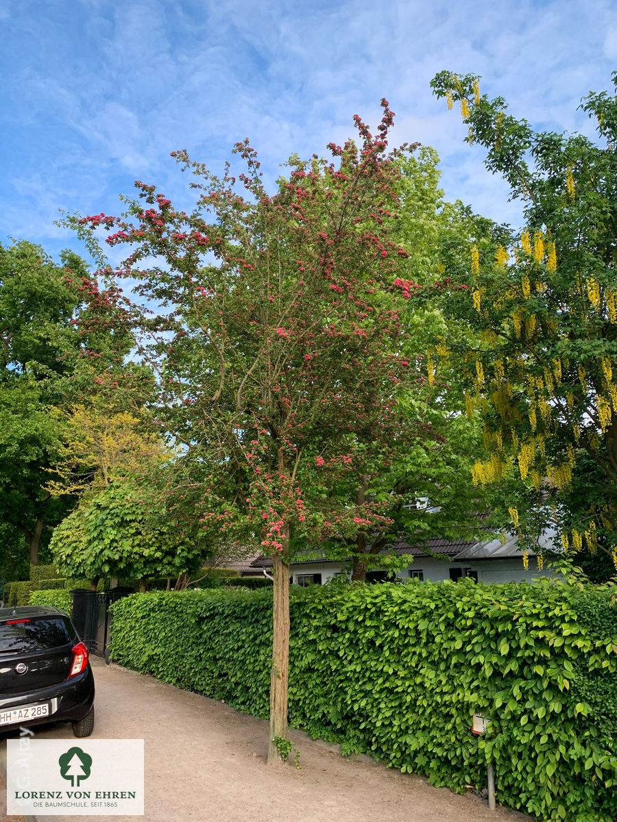 Crataegus laevigata 'Paul's Scarlet'