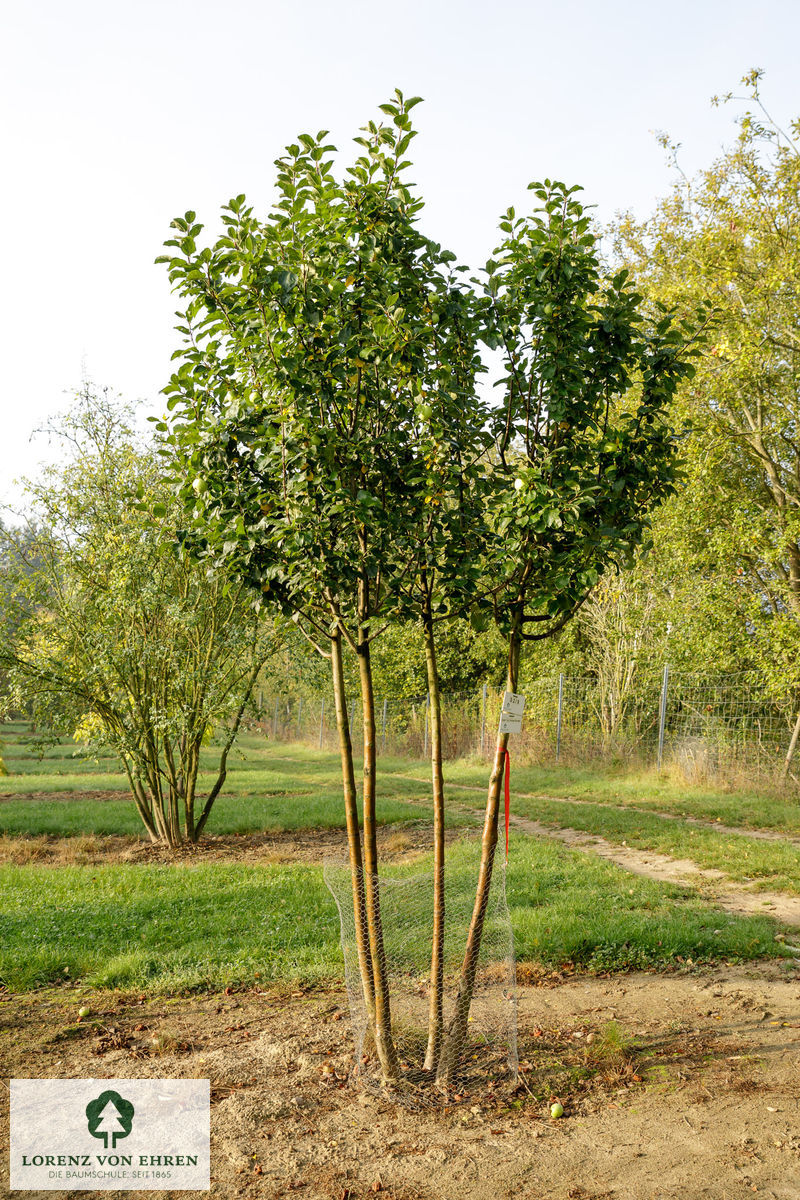 Malus domestica 'Cox Orange Renette'