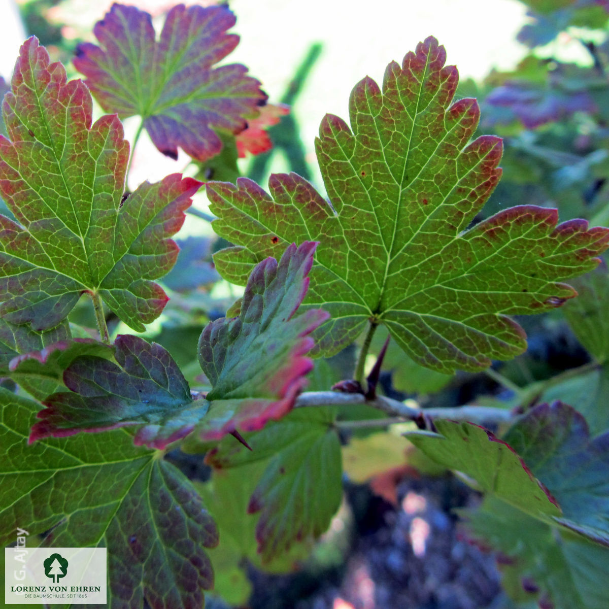 Ribes divaricatum