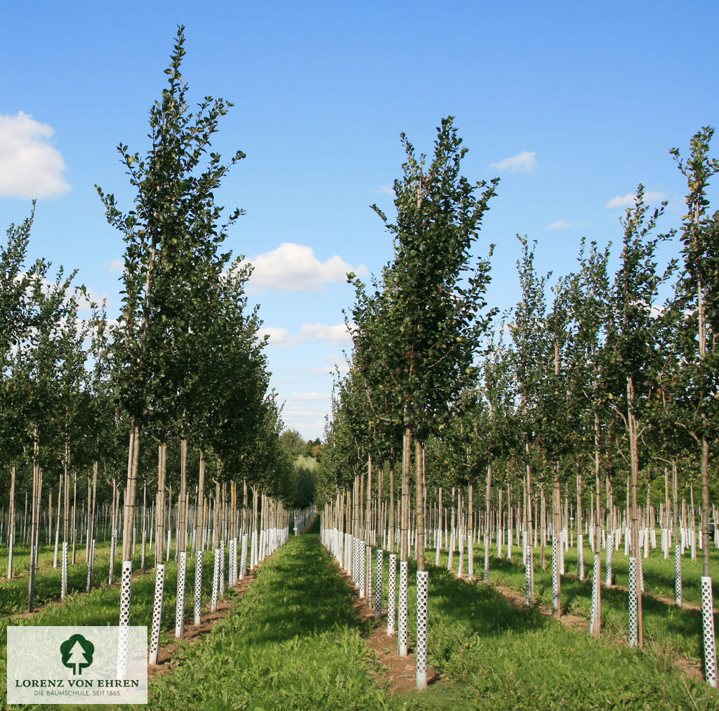 Crataegus crus-galli