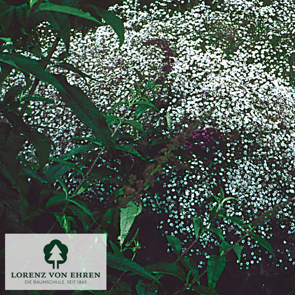 Gypsophila repens 'Rosenschleier'