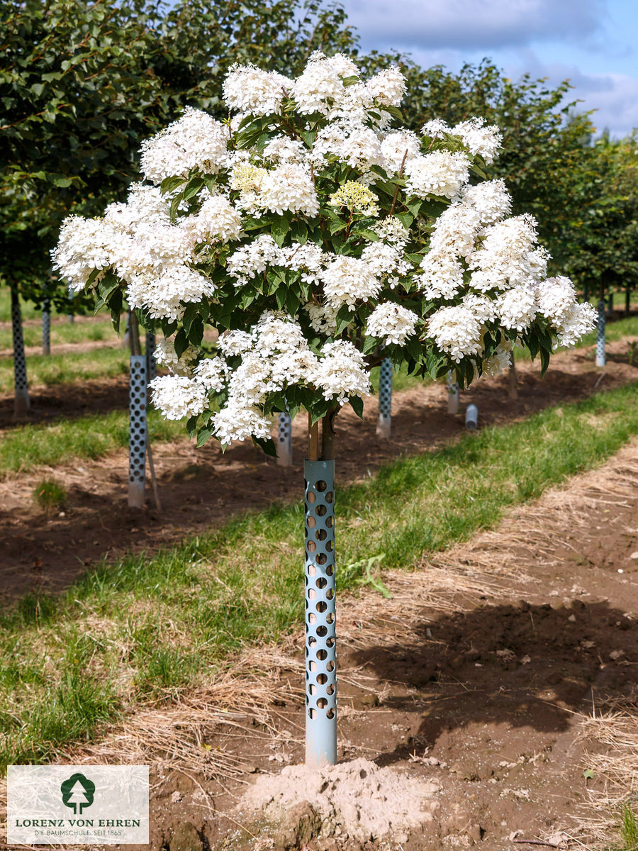 Hydrangea paniculata 'Unique'