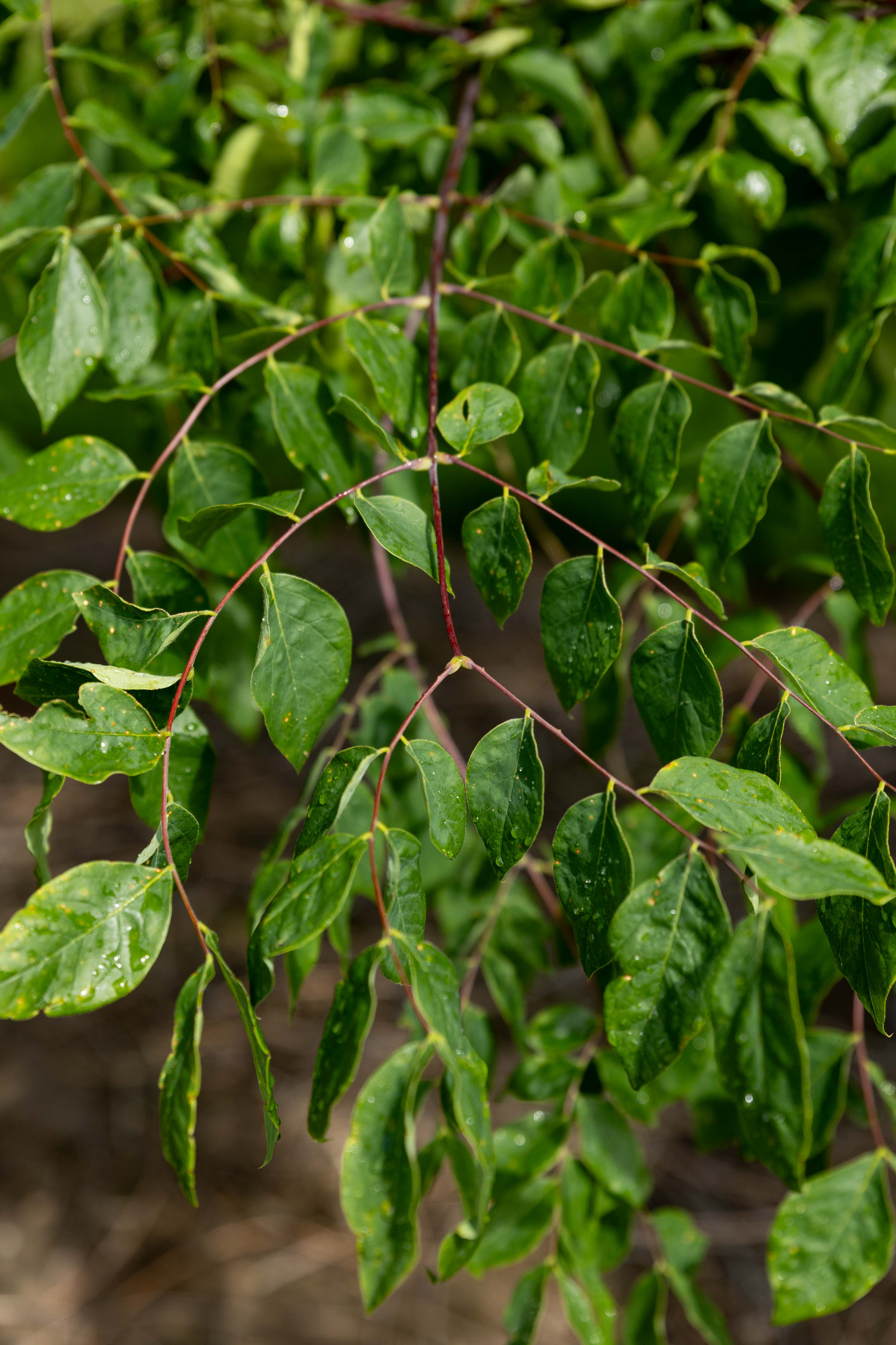  Detaillierte Ansicht von dunkelgrünen Blättern an dünnen, rötlichen Zweigen, wobei einige Blätter Wassertropfen aufweisen