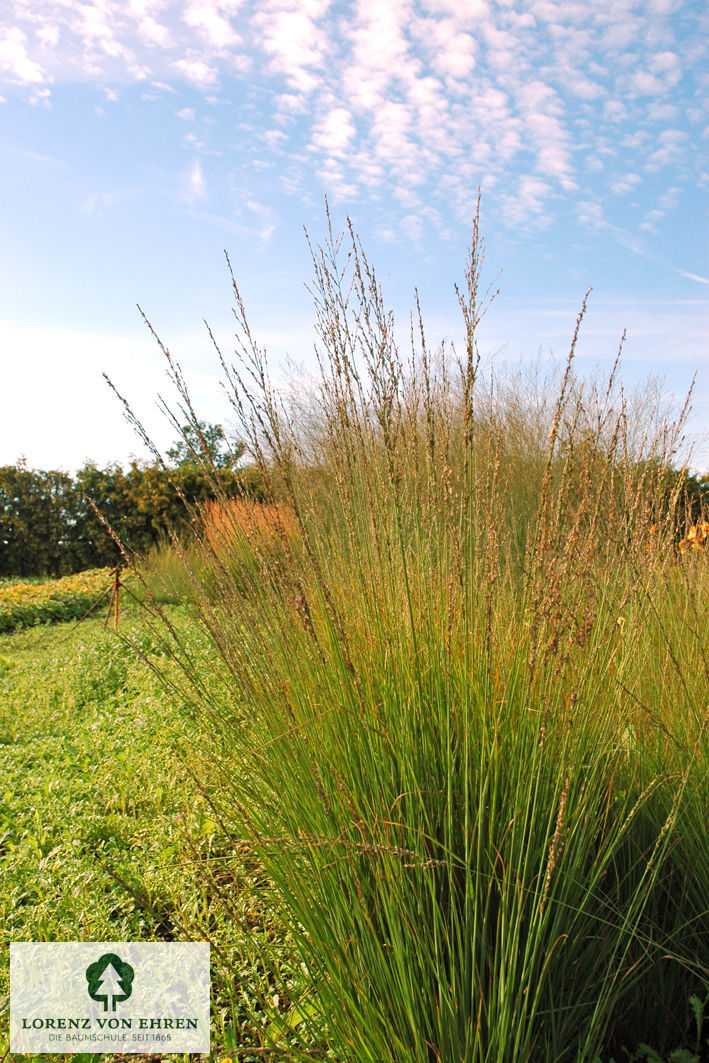 Molinia caerulea 'Heidebraut'