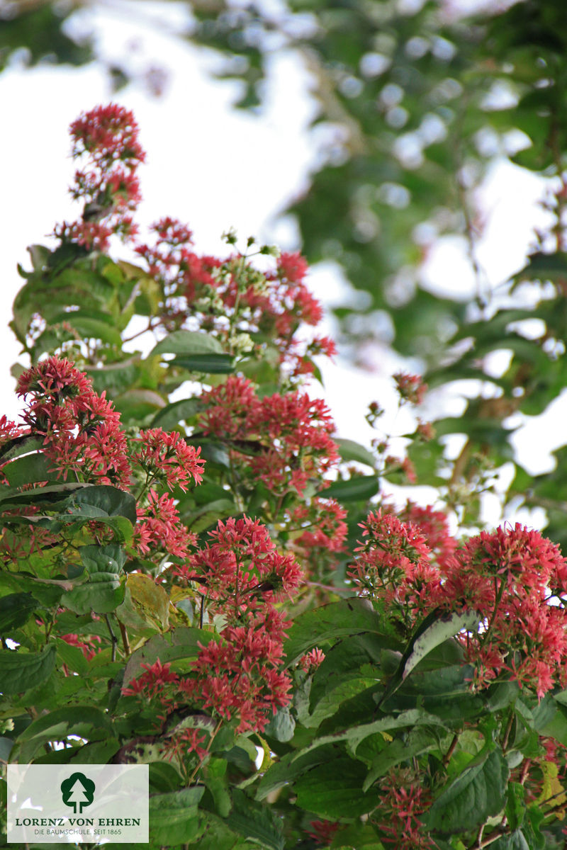 Heptacodium miconioides