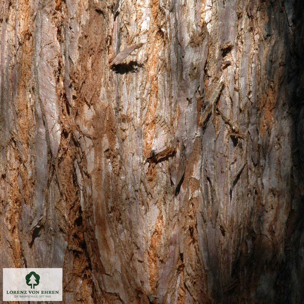 Sequoiadendron giganteum