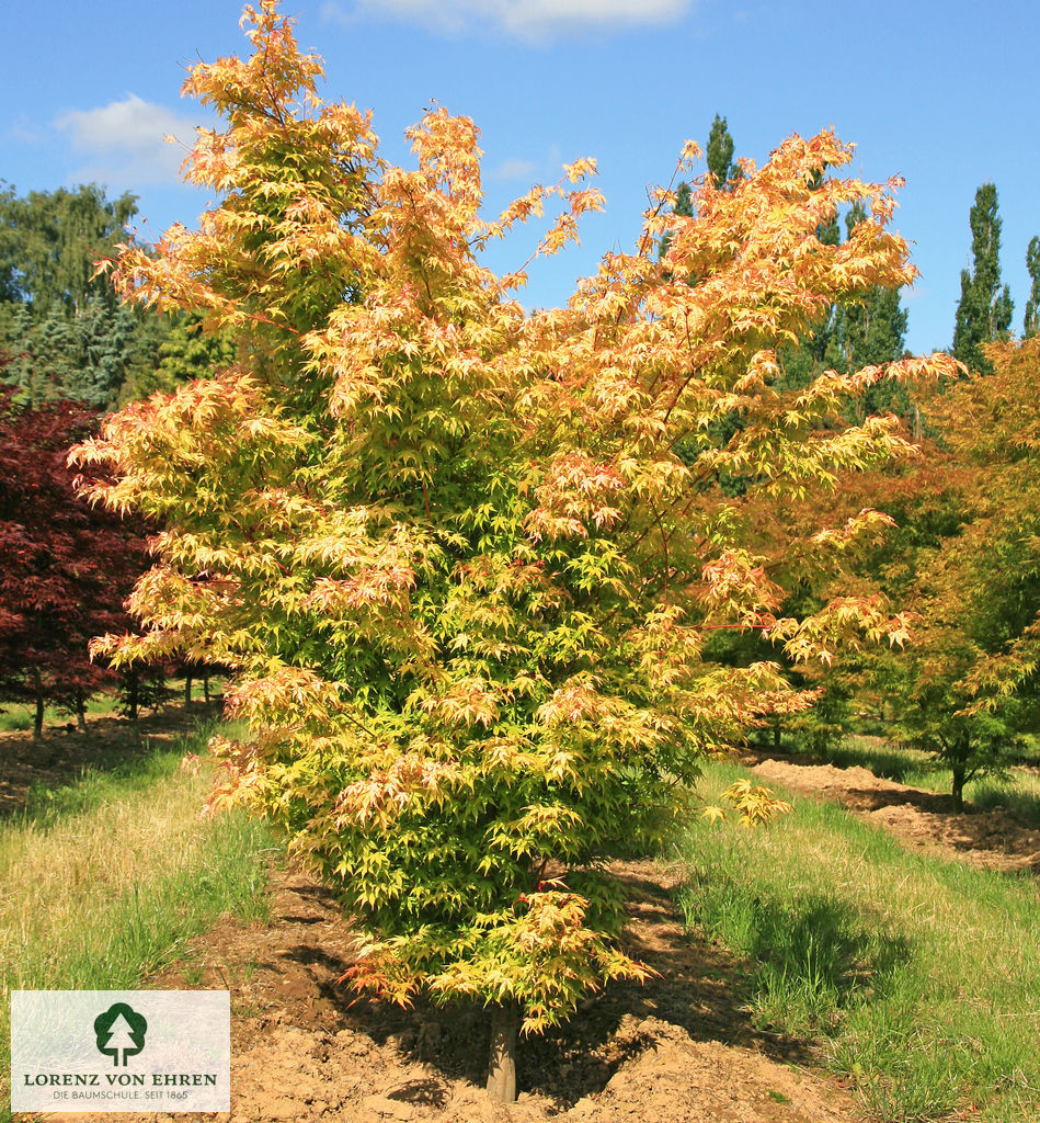 Acer palmatum 'Katsura'