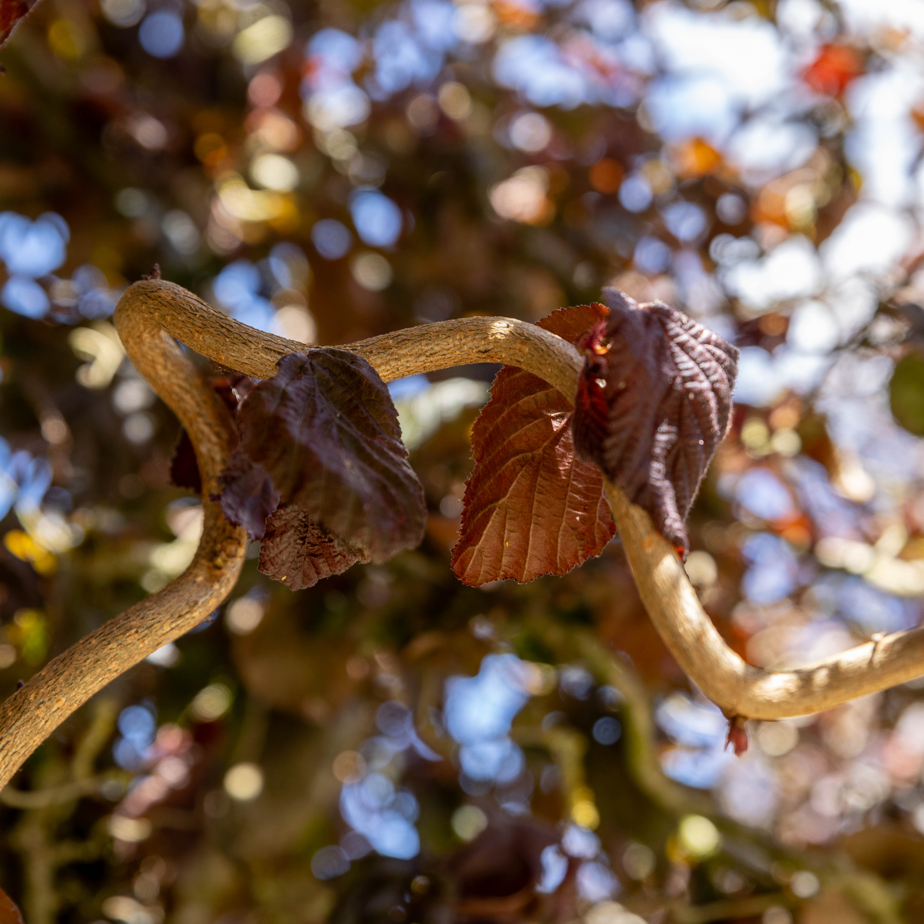 Corylus avellana  'Red Majestic' VJ