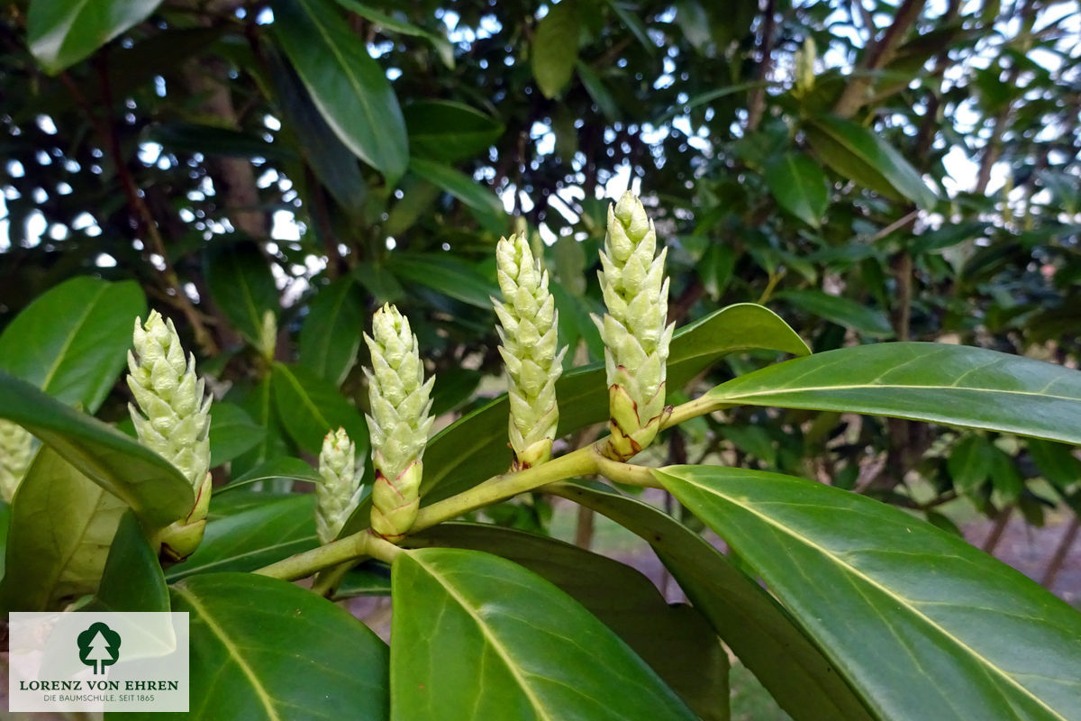 Prunus laurocerasus 'Rotundifolia'