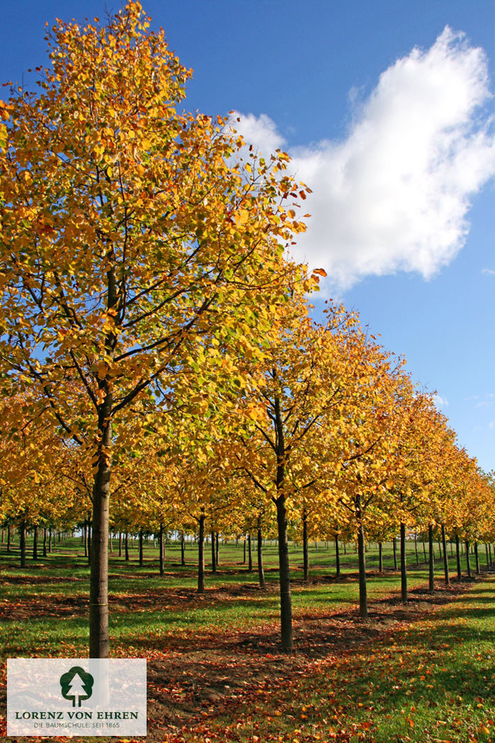 Tilia euchlora