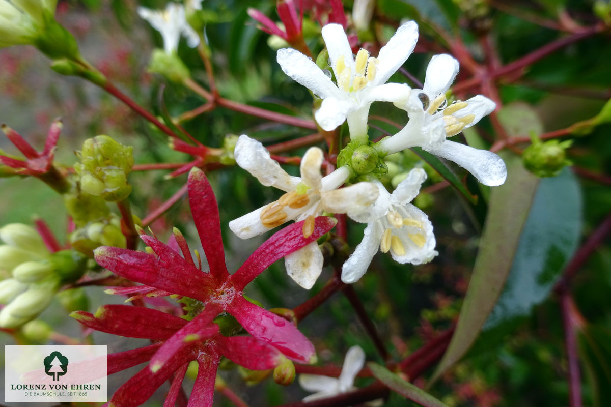 Heptacodium miconioides