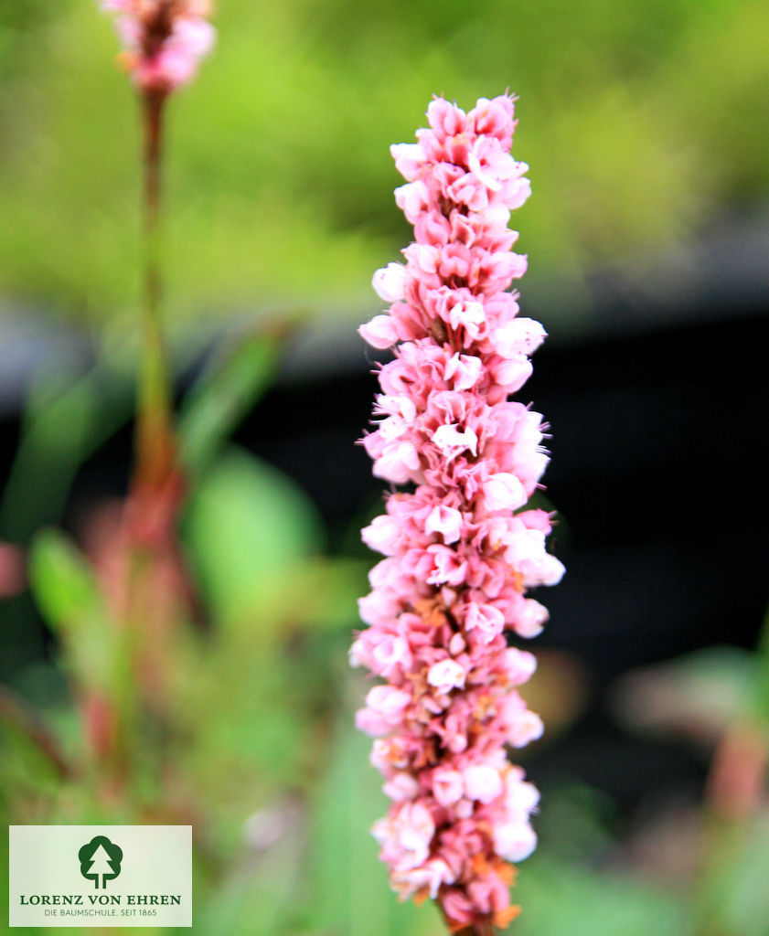 Persicaria affinis 'Darjeeling Red'