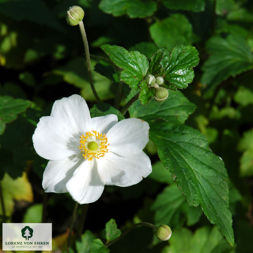 Anemone japonica 'Honorine Jobert'