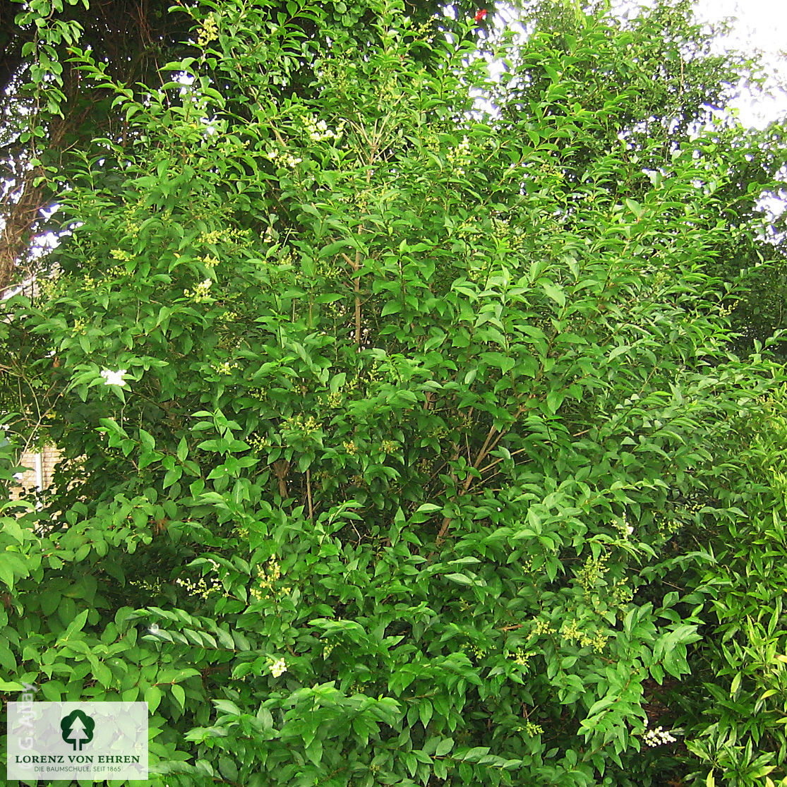 Ligustrum ovalifolium