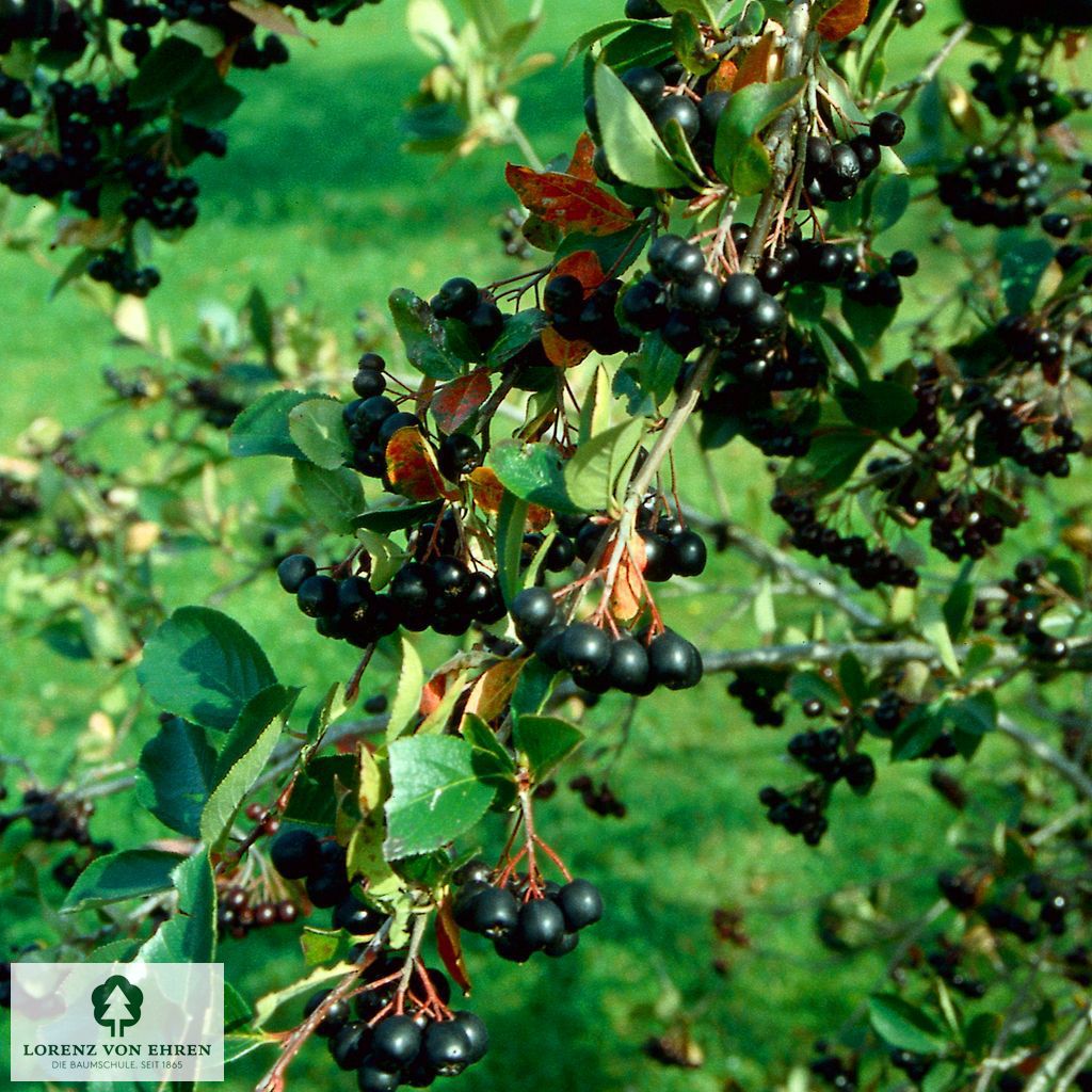 Aronia melanocarpa