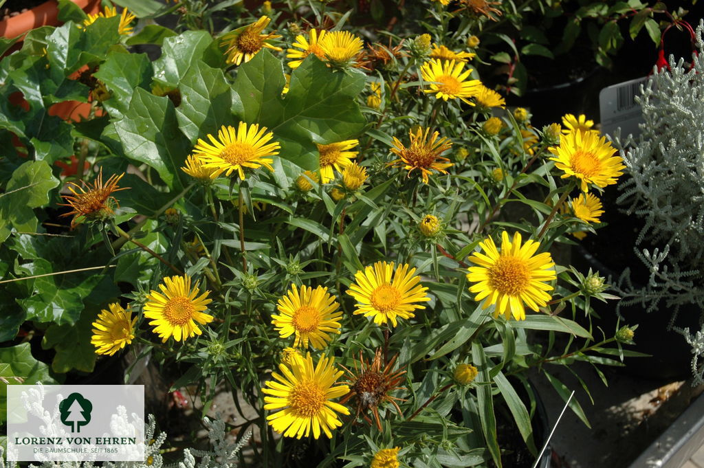 Inula ensifolia