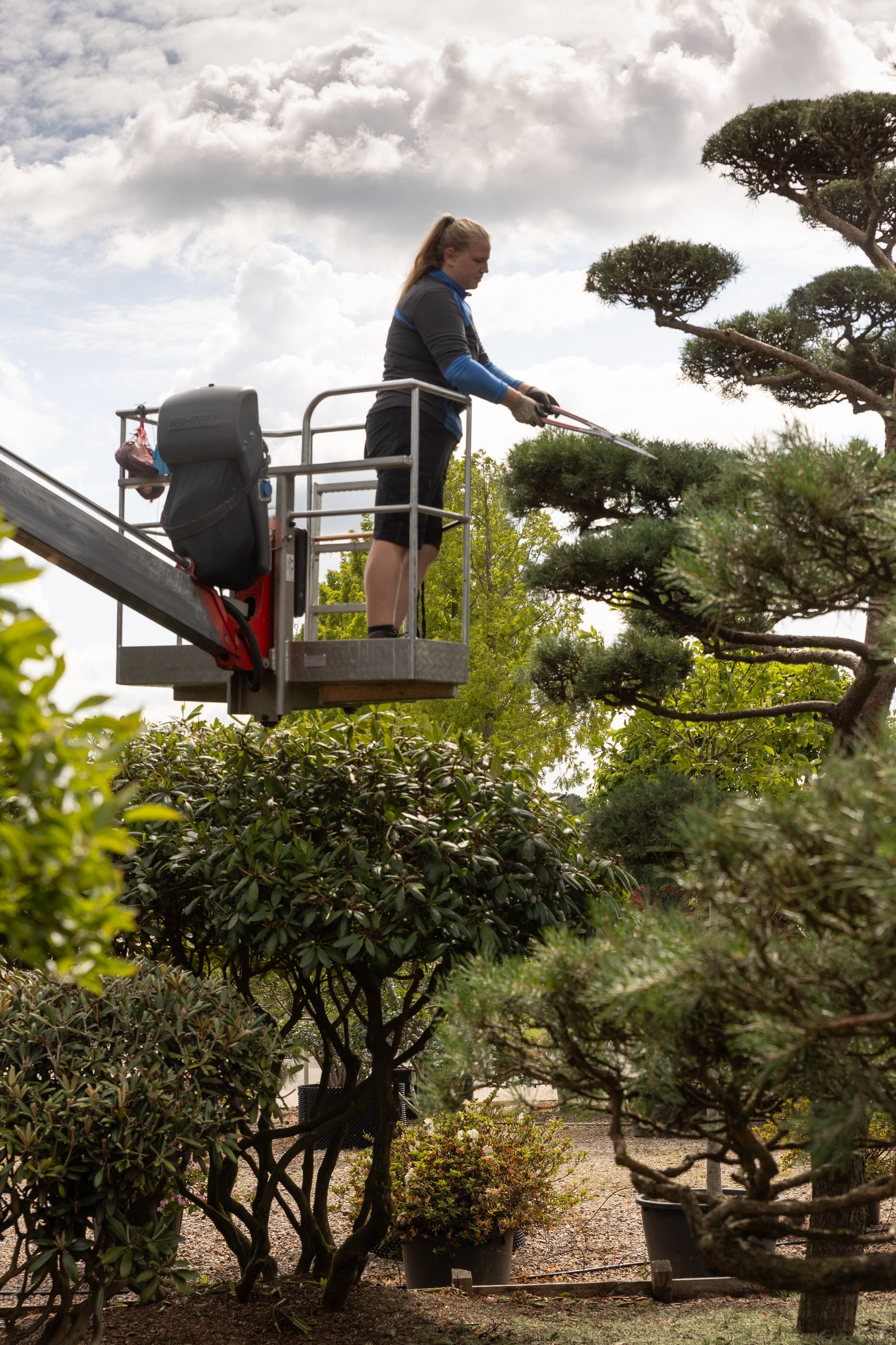 Pinus sylvestris Bonsai