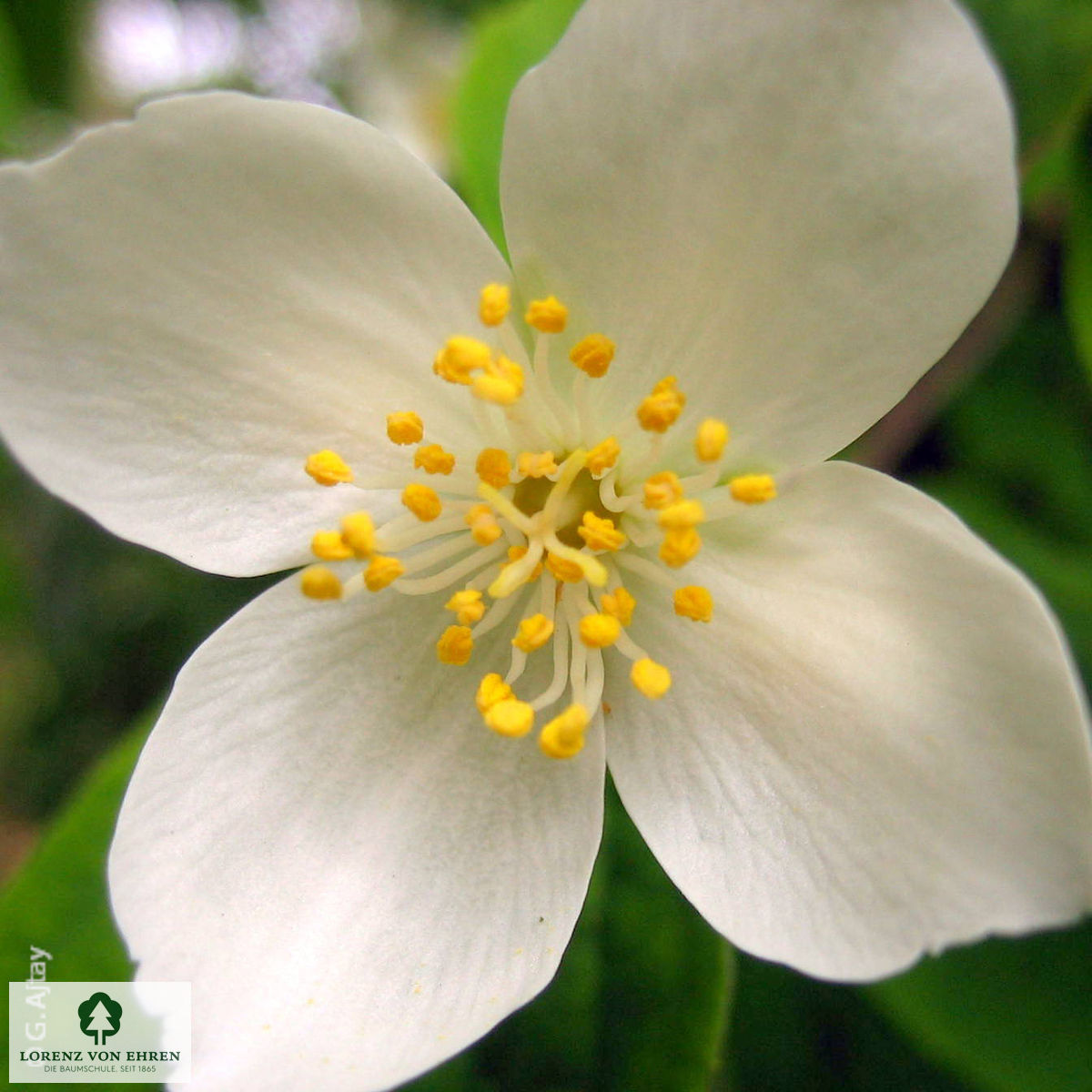 Philadelphus coronarius