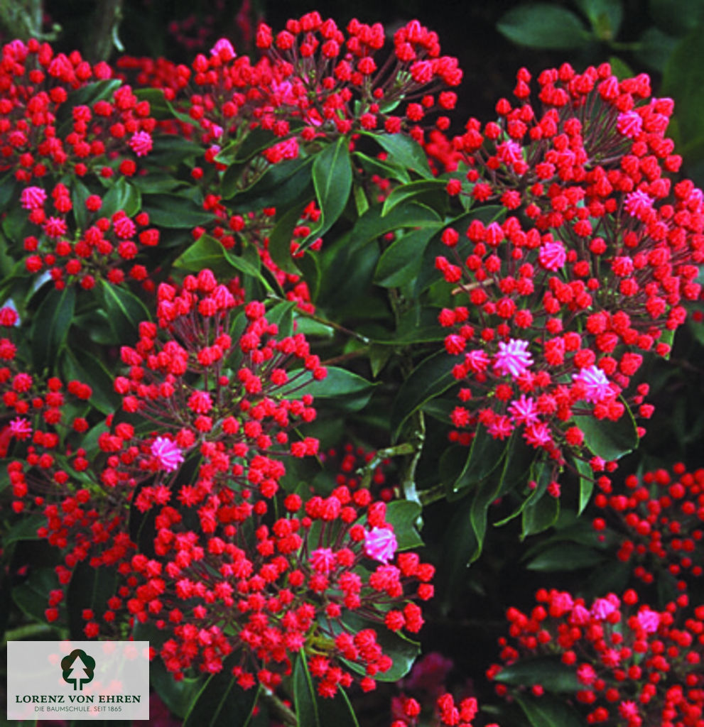 Kalmia latifolia 'Heart of Fire'