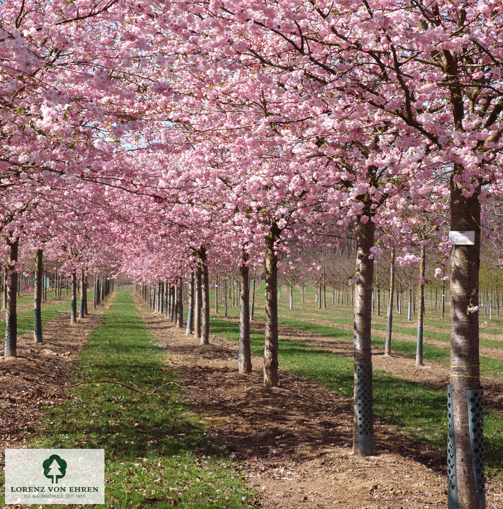 Prunus 'Accolade'