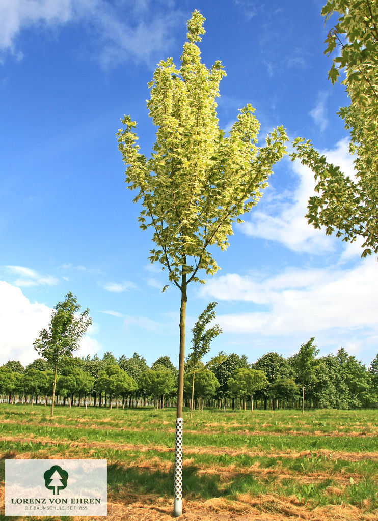 Acer platanoides 'Drummondii'