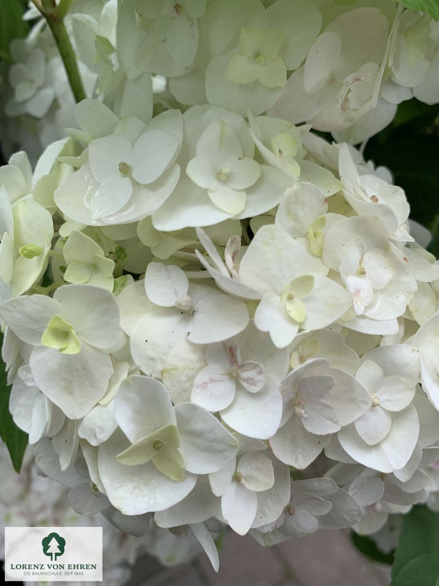 Hydrangea macrophylla Endless Summer 'The Bride'