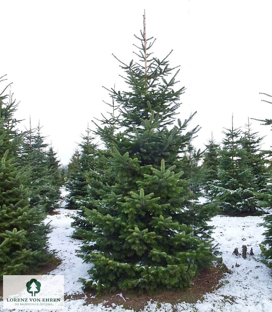 Abies nordmanniana