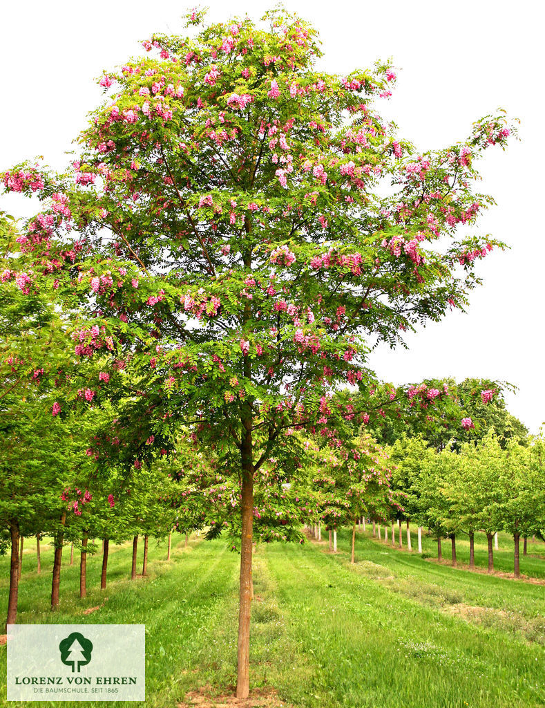 Robinia pseudoacacia 'Casque Rouge' - Northern Irelands Specialist Tree  Nursery