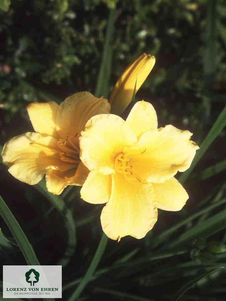 Hemerocallis 'Stella de Oro'