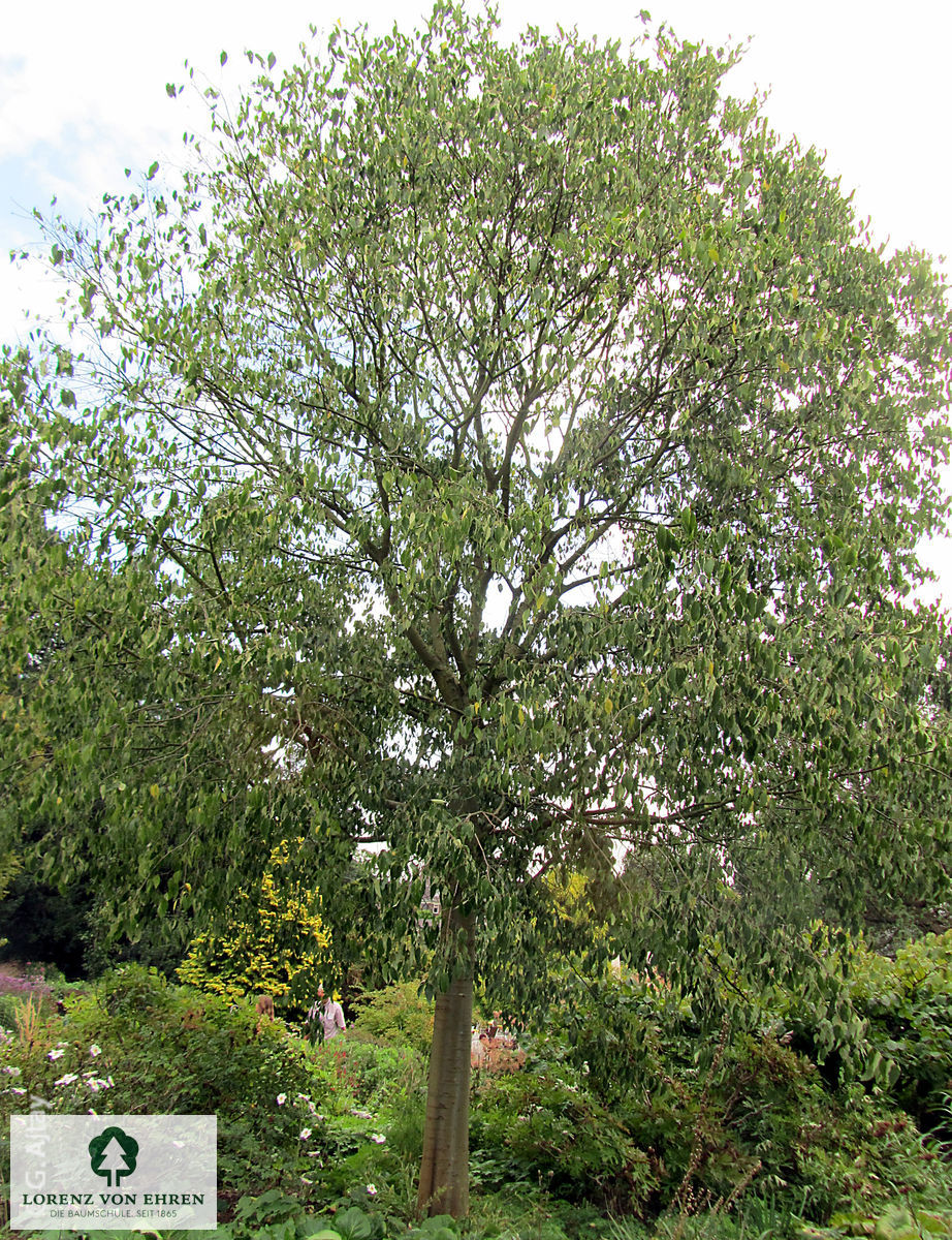 Celtis australis