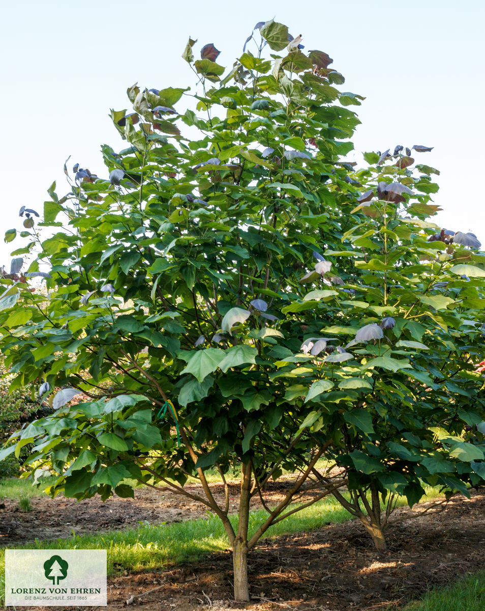 Catalpa erubescens 'Purpurea'