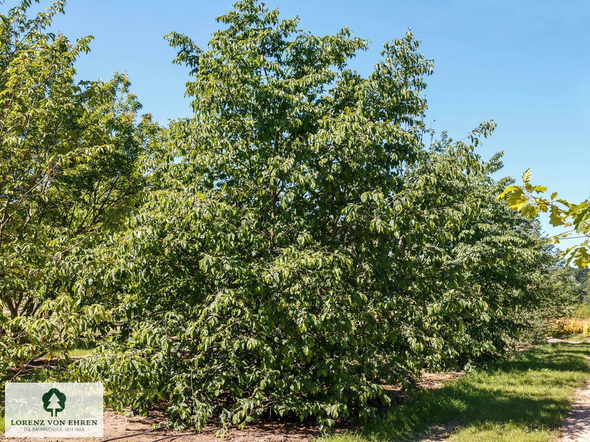 Ostrya carpinifolia