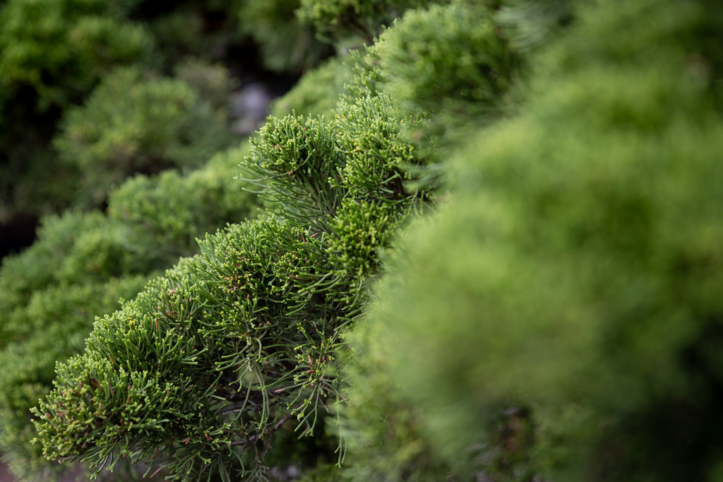 Juniperus media 'Mint Julep' Unikat