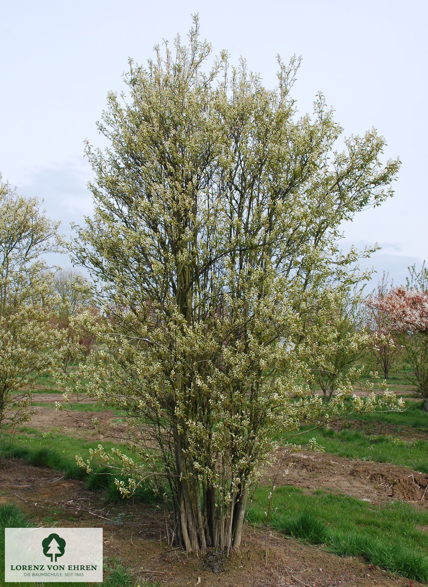 Amelanchier rotundifolia