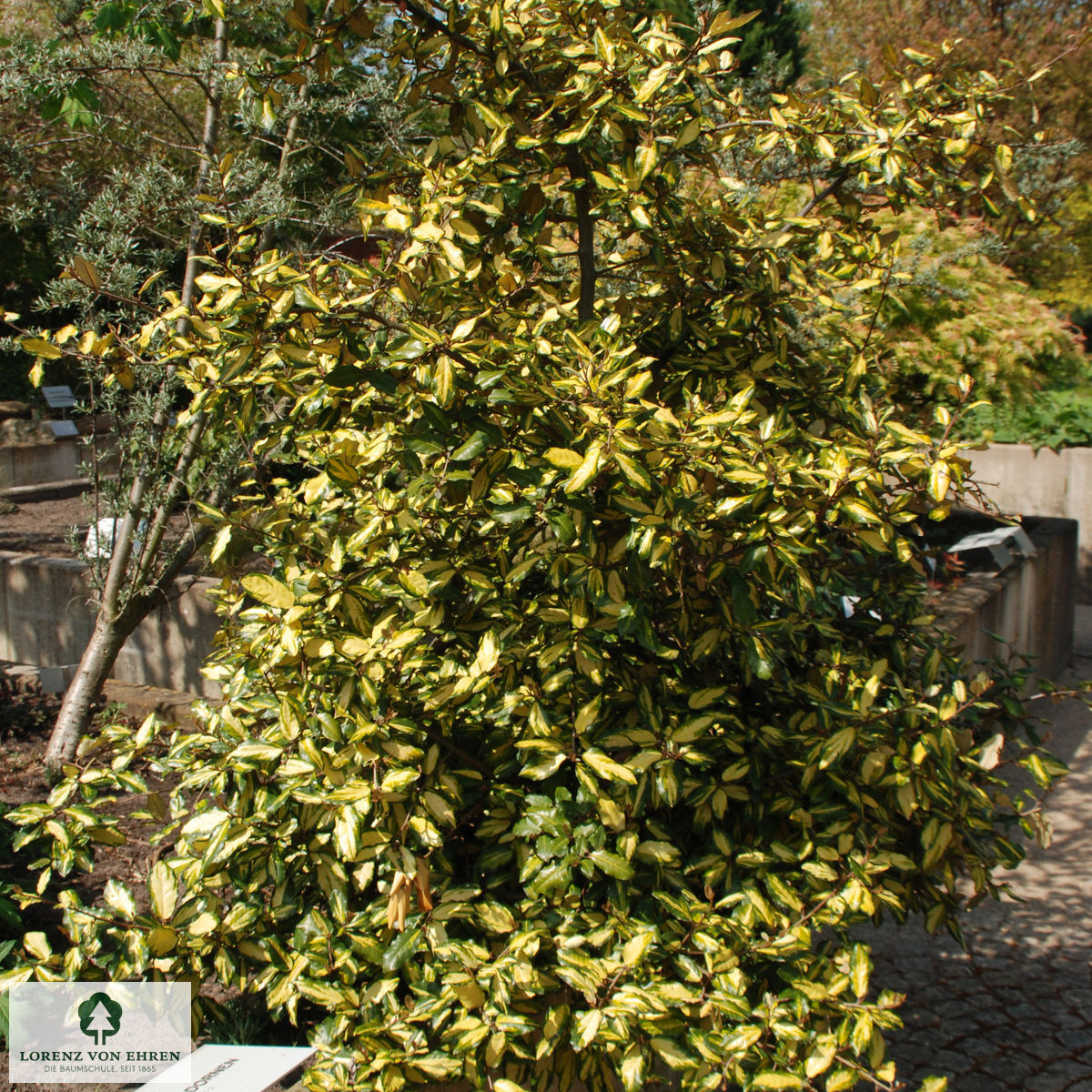 Elaeagnus pungens 'Maculata'