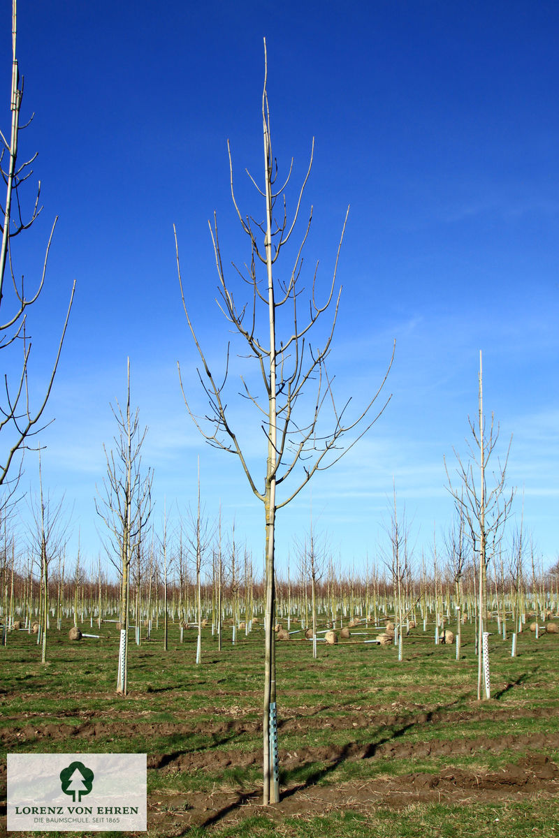 Fraxinus americana 'Skyline'