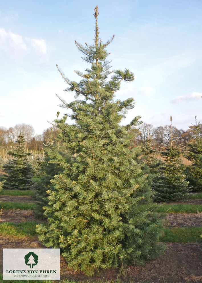 Abies concolor