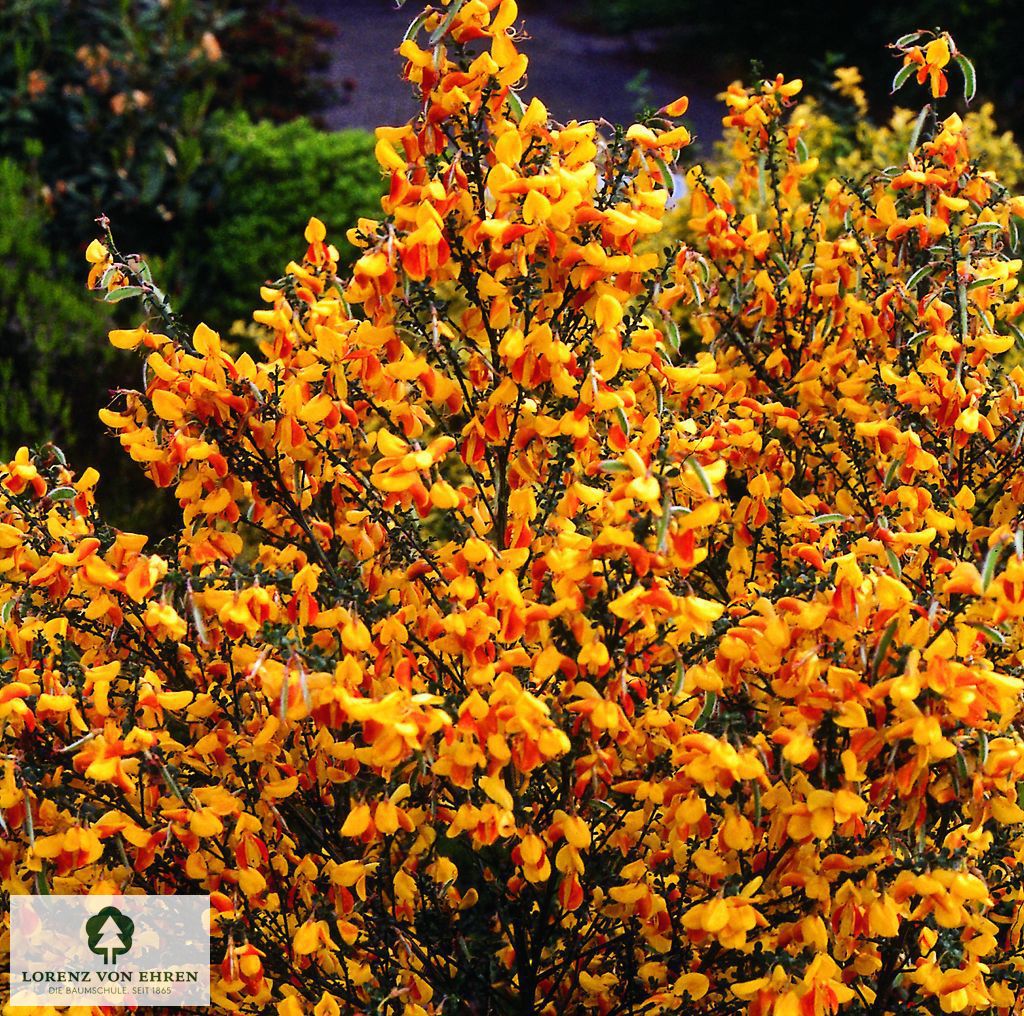 Cytisus scoparius 'Dragonfly'