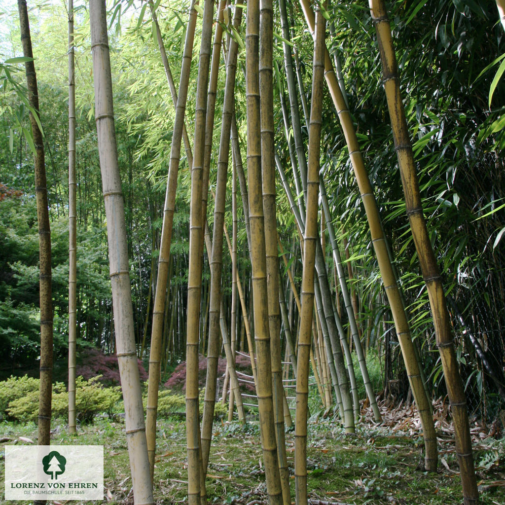 Phyllostachys vivax 'Aureocaulis'