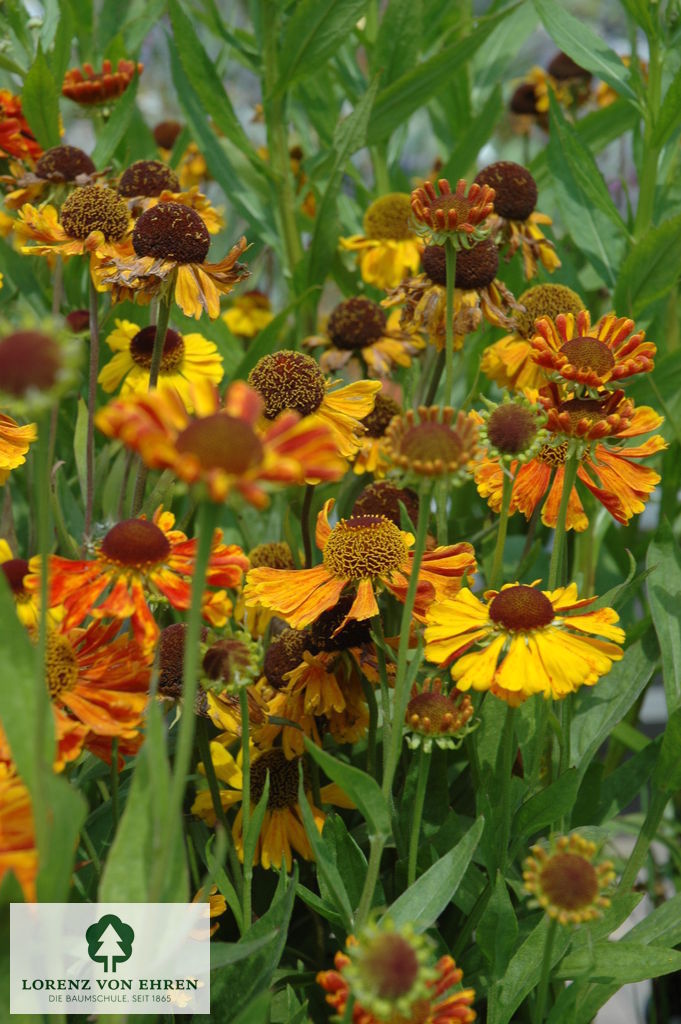 Helenium cultorum 'Waltraut'