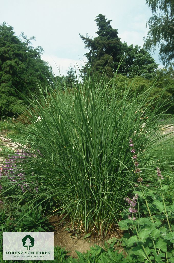 Miscanthus sinensis 'Gracillimus'