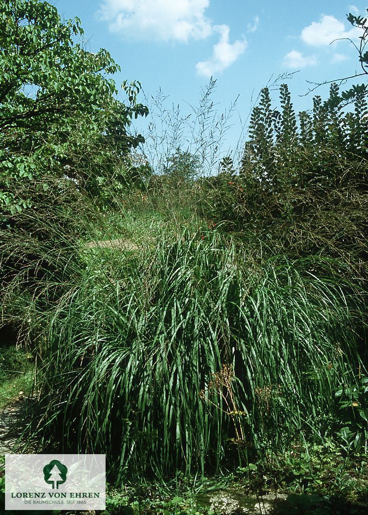 Deschampsia cespitosa