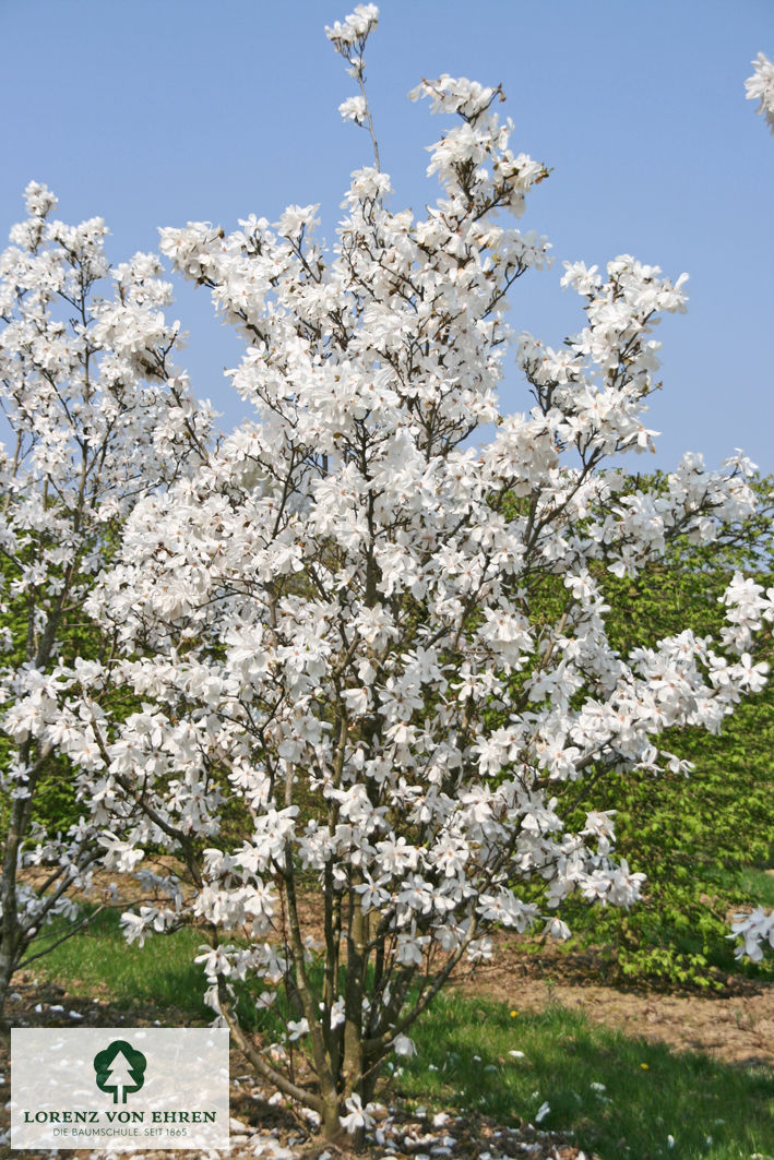 Magnolia loebneri 'Merrill'