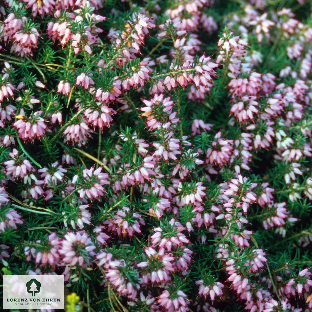 Erica carnea 'Lohse's Rubin'