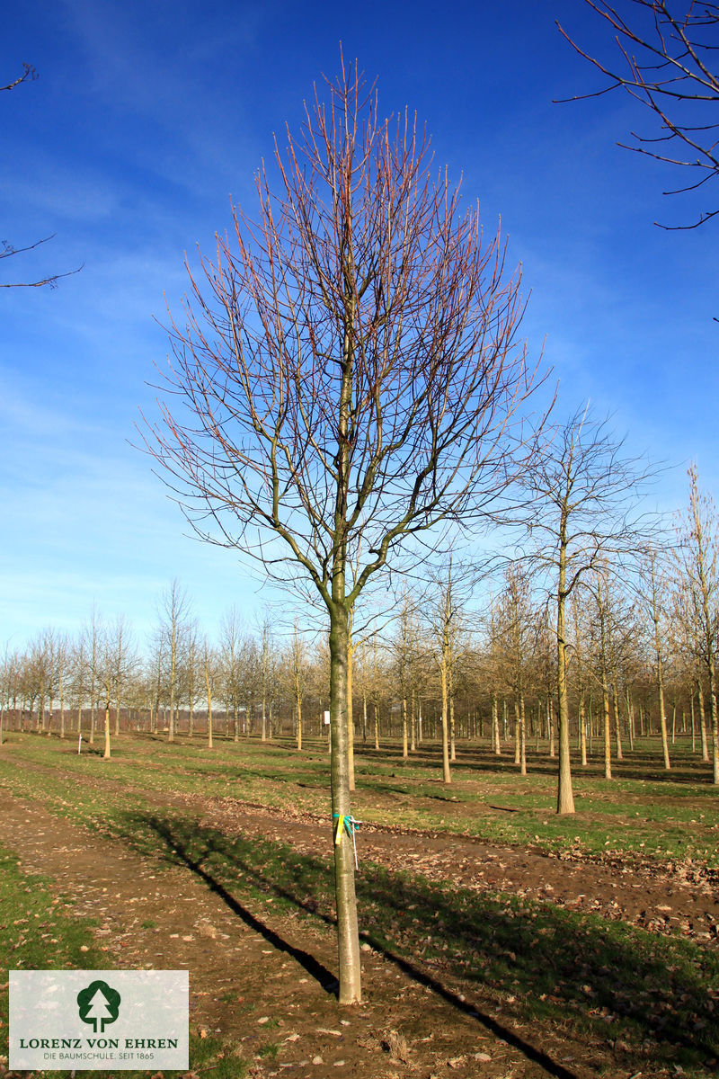 Sorbus aria 'Lutescens'